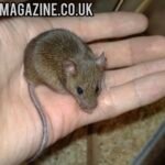 animal:yzozt5bfcfa= mouse